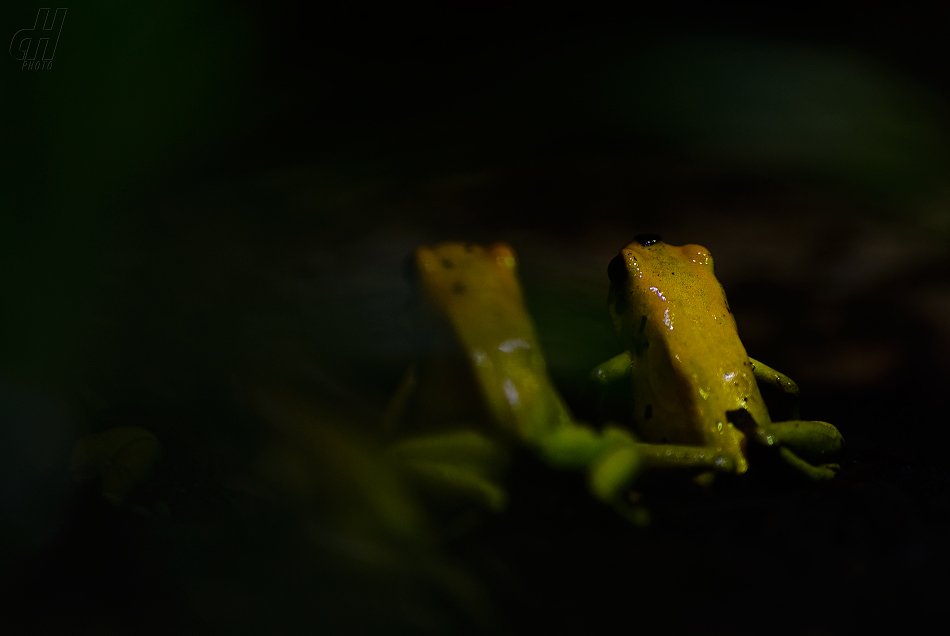 pralesnička strašná - Phyllobates terribilis