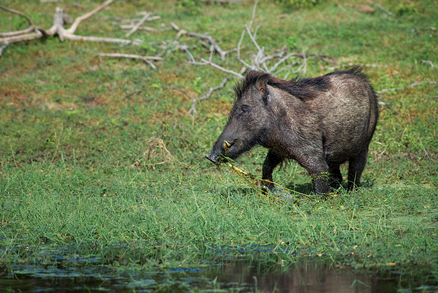 prase divoké indické - Sus scrofa cristatus