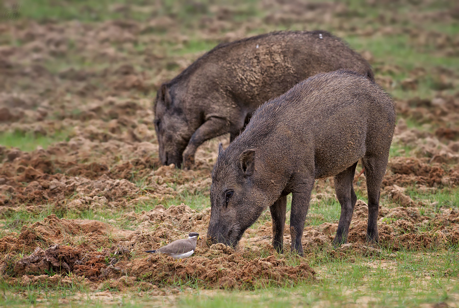 prase divoké indické - Sus scrofa cristatus