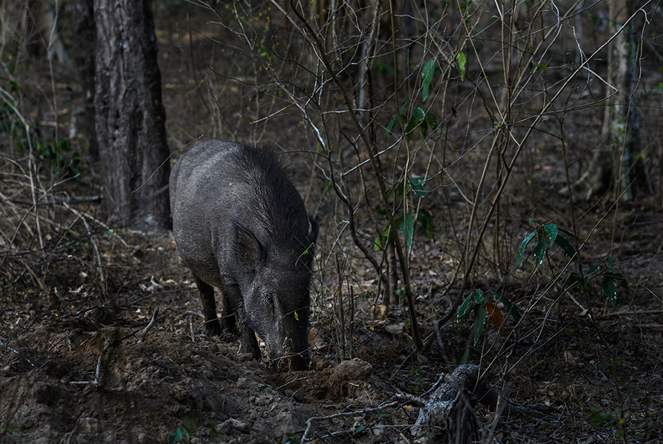 prase divoké indické - Sus scrofa cristatus