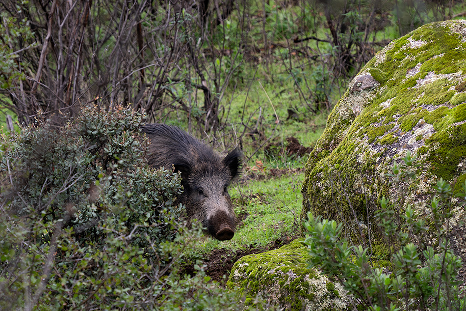 prase divoké - Sus scrofa