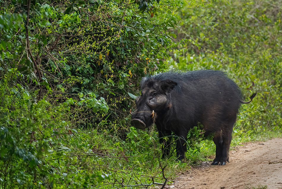prase pralesní - Hylochoerus meinertzhageni
