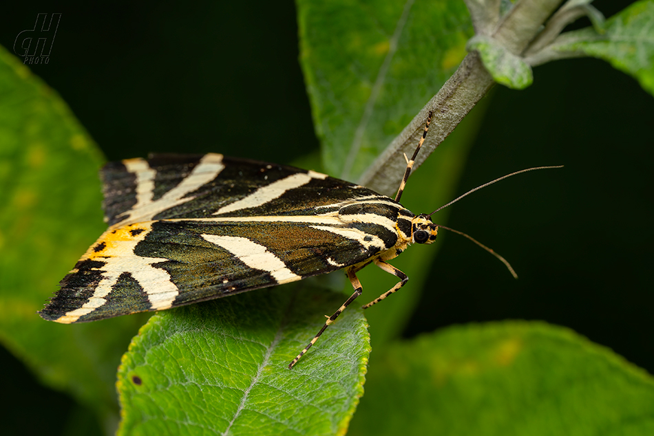 přástevník kostivalový - Euplagia quadripunctaria