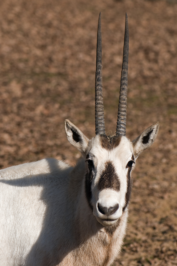 přímorožec arabský - Oryx leucoryx