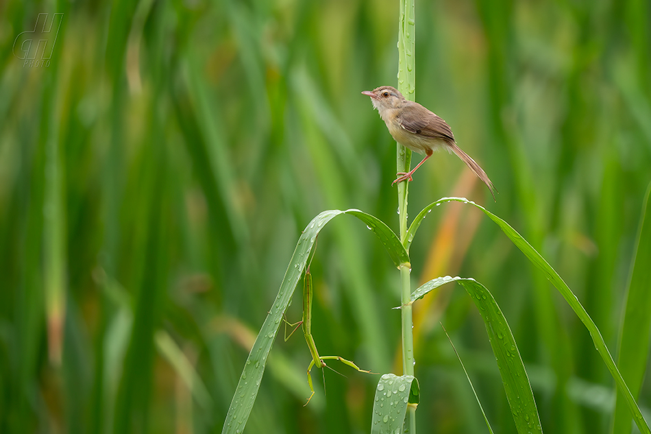 prinie mokřadní - Prinia inornata