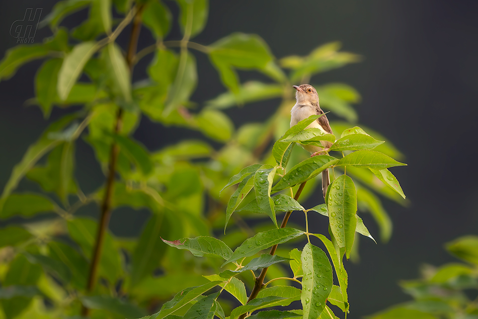 prinie mokřadní - Prinia inornata
