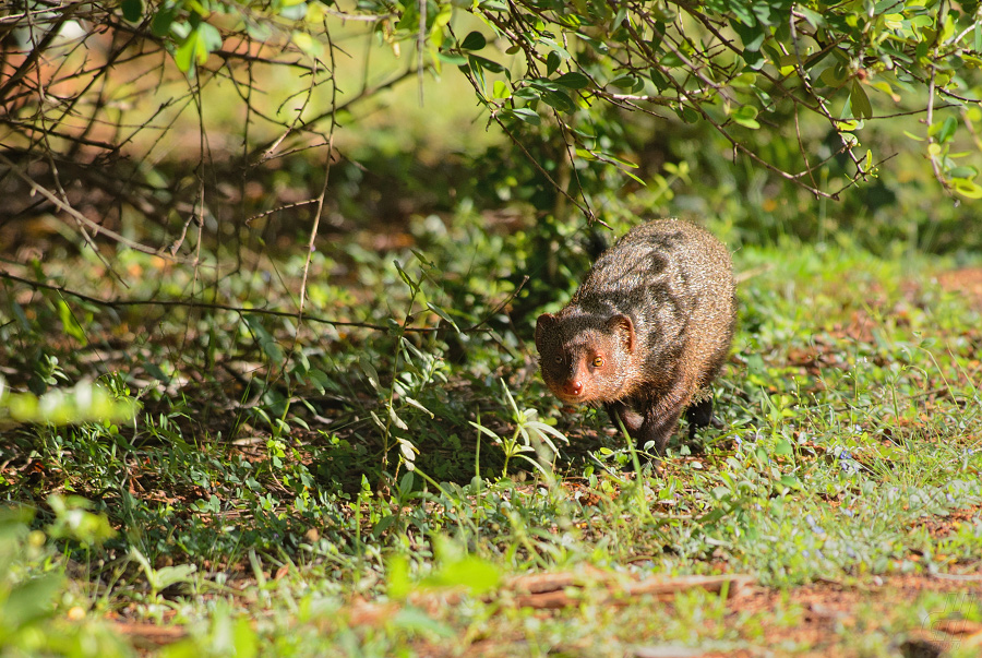 promyka rudá - Herpestes smithii