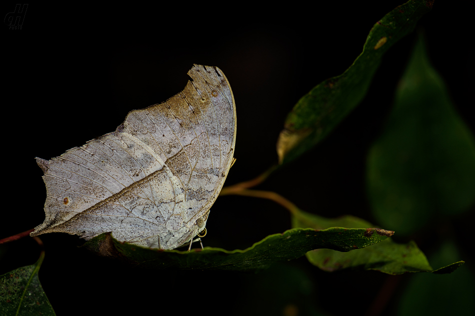 Protogoniomorpha duprei