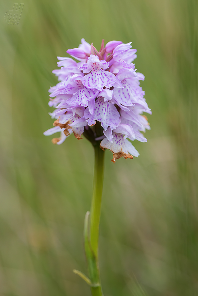 prstnatec Fuchsův - Dactylorhiza fuchsii