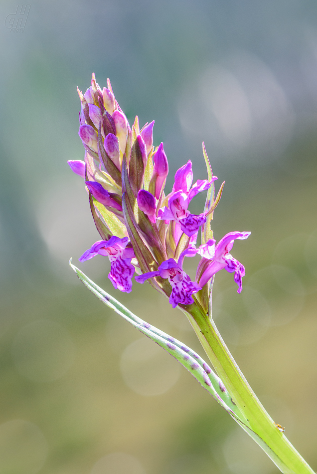 prstnatec májový - Dactylorhiza majalis