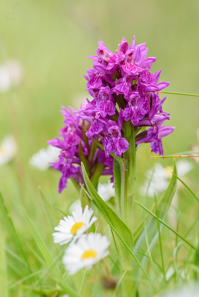 prstnatec nachový - Dactylorhiza purpurella