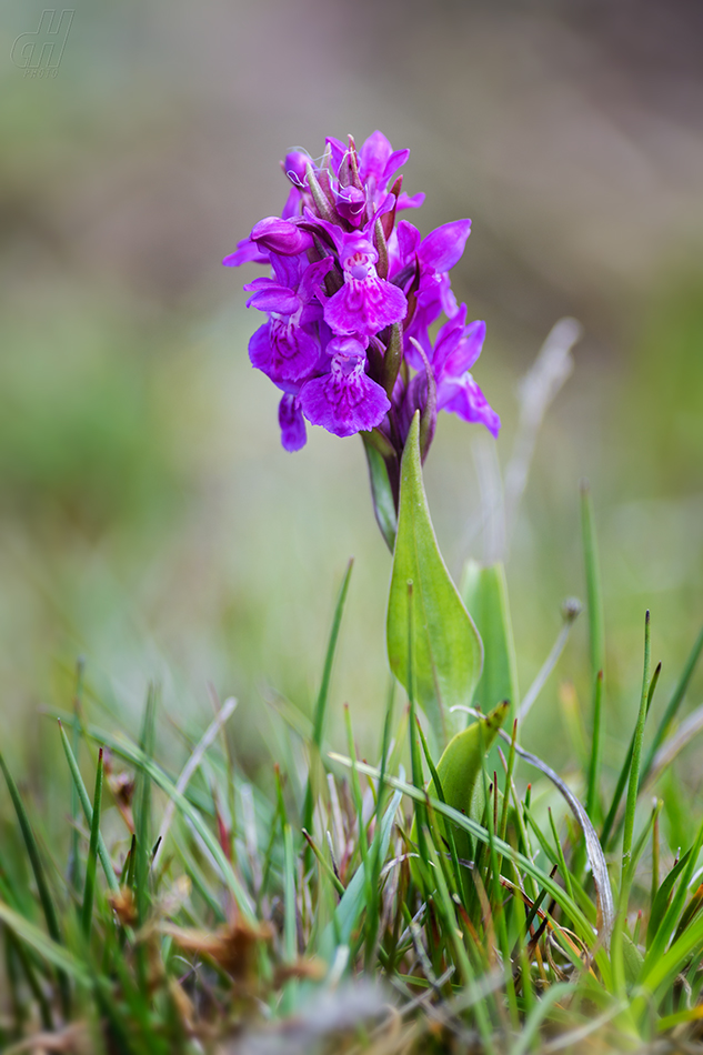 prstnatec nachový - Dactylorhiza purpurella