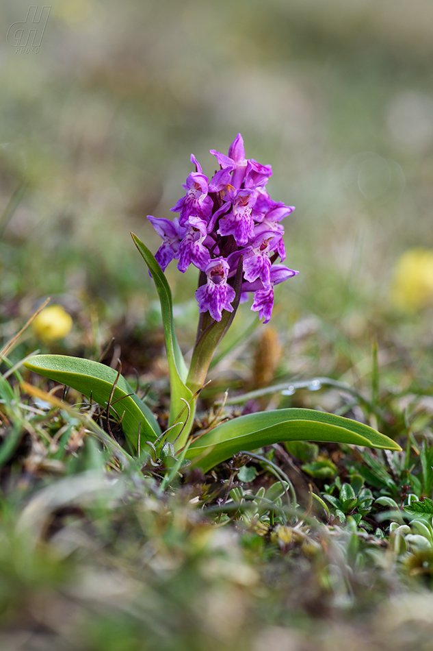 prstnatec nachový - Dactylorhiza purpurella