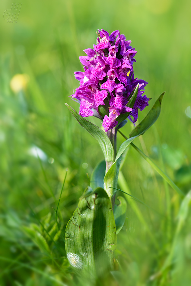 prstnatec nachový - Dactylorhiza purpurella