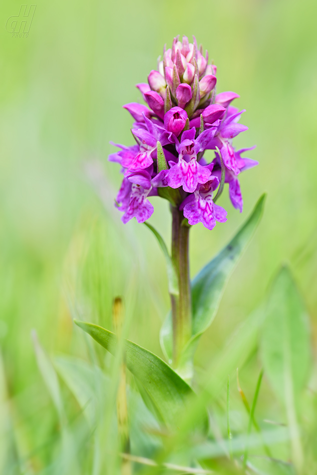 prstnatec nachový - Dactylorhiza purpurella