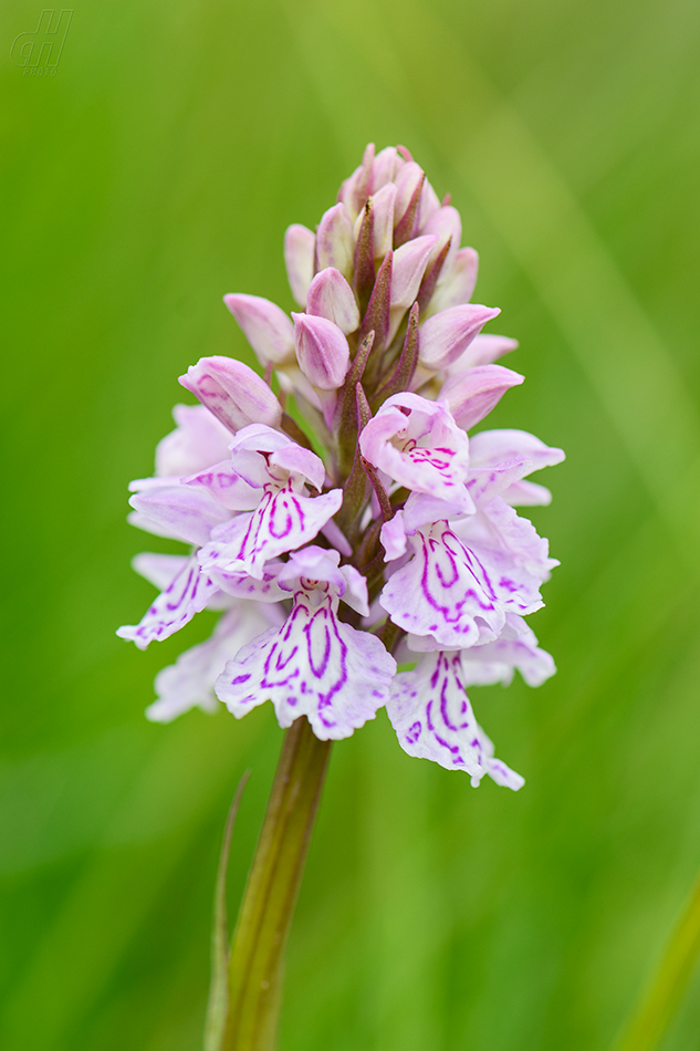 prstnatec plamatý - Dactylorhiza maculata