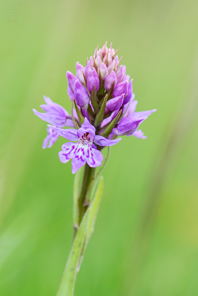 prstnatec plamatý - Dactylorhiza maculata