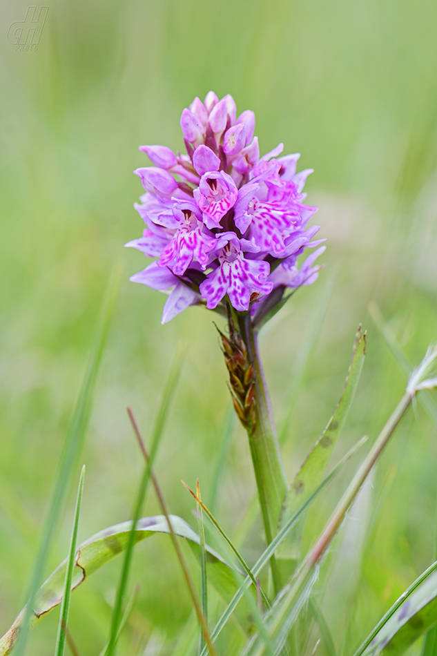 prstnatec plamatý - Dactylorhiza maculata