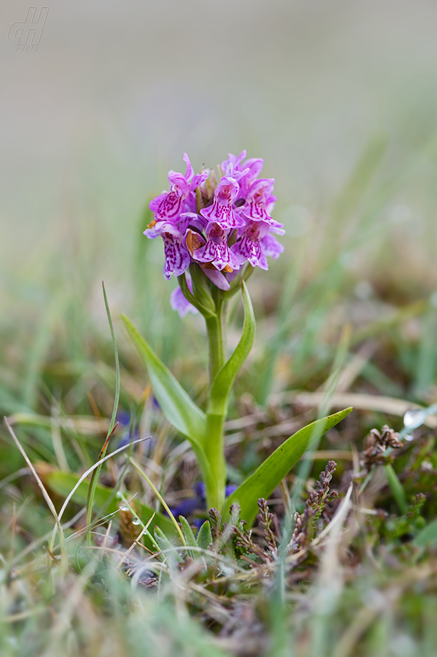 prstnatec plamatý - Dactylorhiza maculata