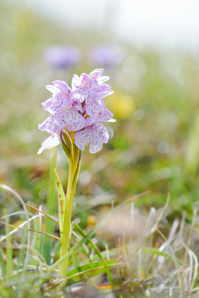 prstnatec plamatý - Dactylorhiza maculata