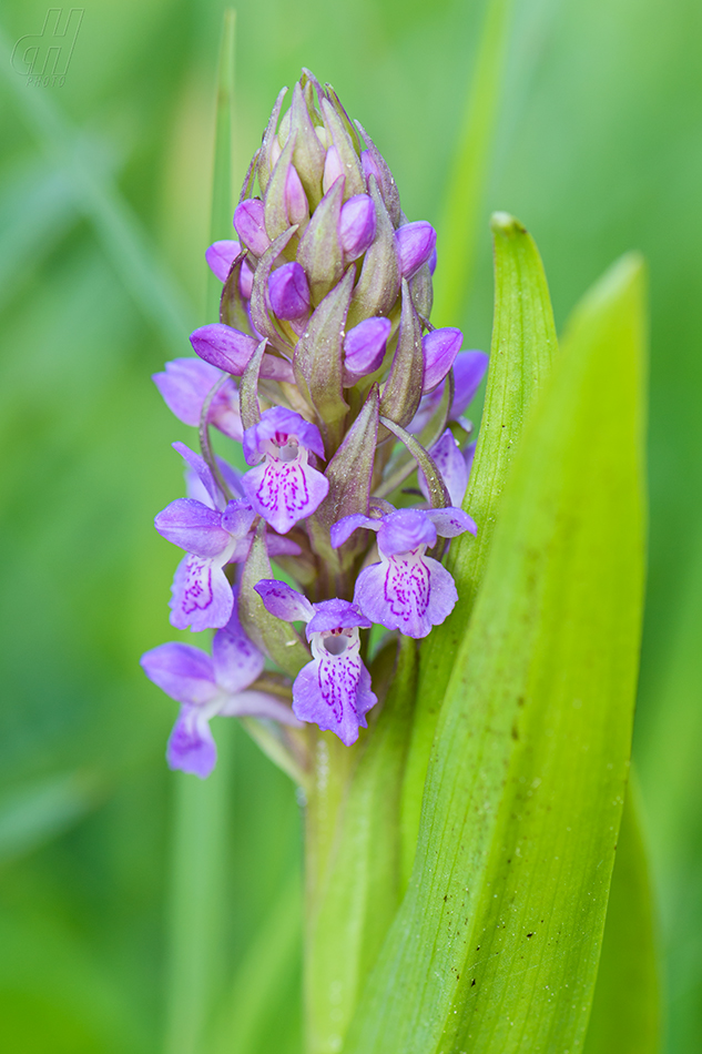 prstnatec pleťový - Dactylorhiza incarnata