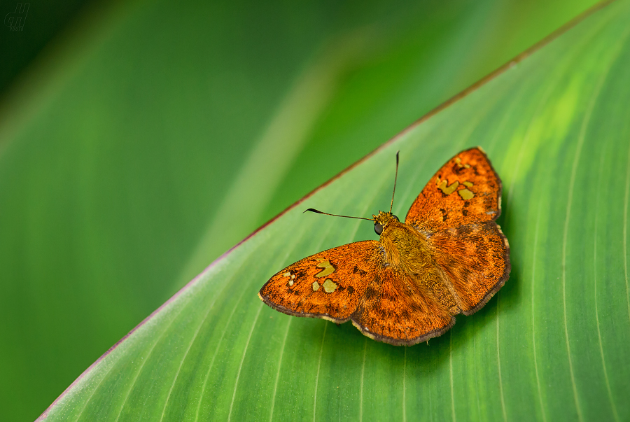 Pseudocoladenia dan