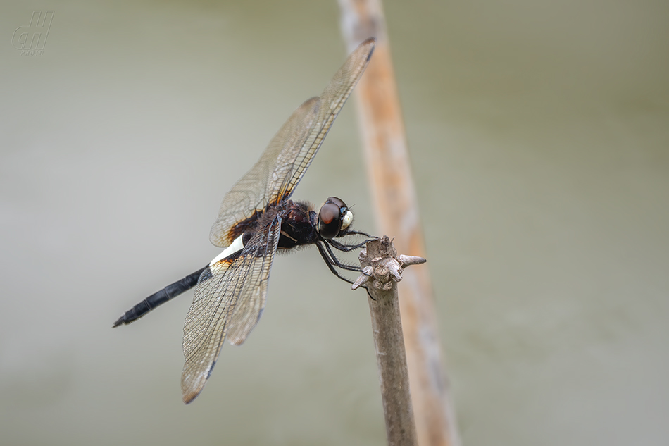 Pseudothemis zonata
