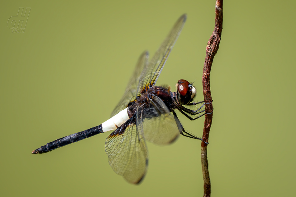 Pseudothemis zonata