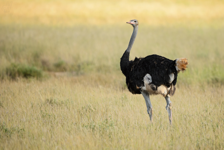 pštros dvouprstý - Struthio camelus