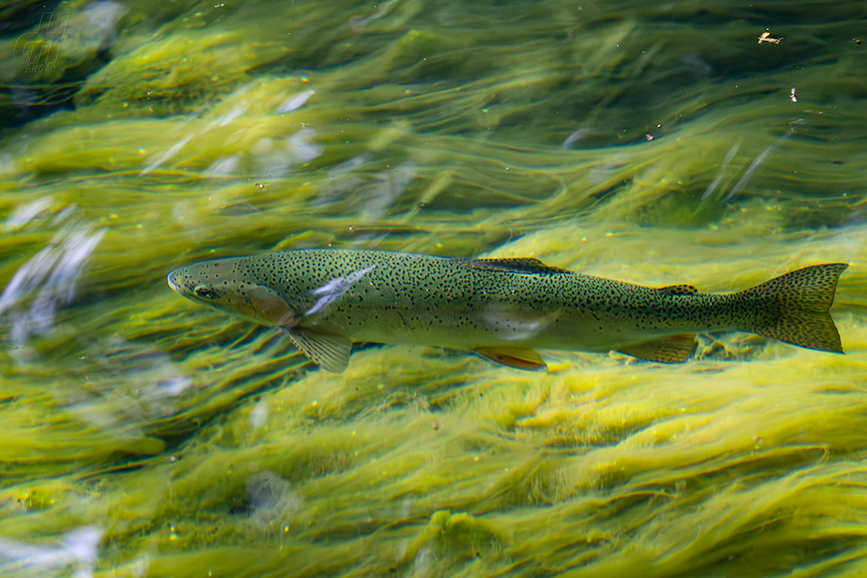 pstruh obecný - Salmo trutta
