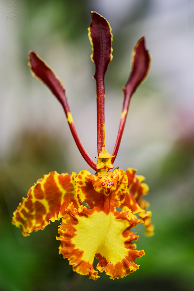 Psychopsis papilio