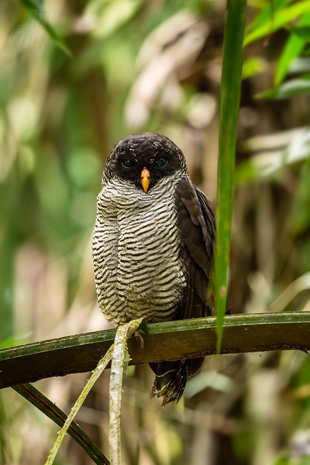 puštík černobílý - Strix nigrolineata