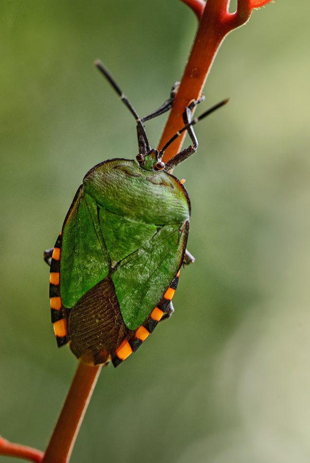 Pycanum alternatum