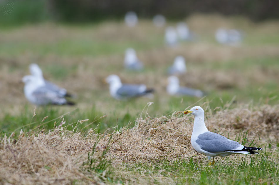 racek bělohlavý - Larus cachinnans