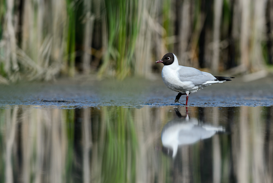 racek chechtavý - Chroicocephalus ridibundus