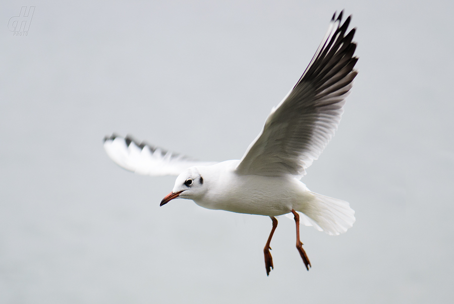 racek chechtavý - Chroicocephalus ridibundus