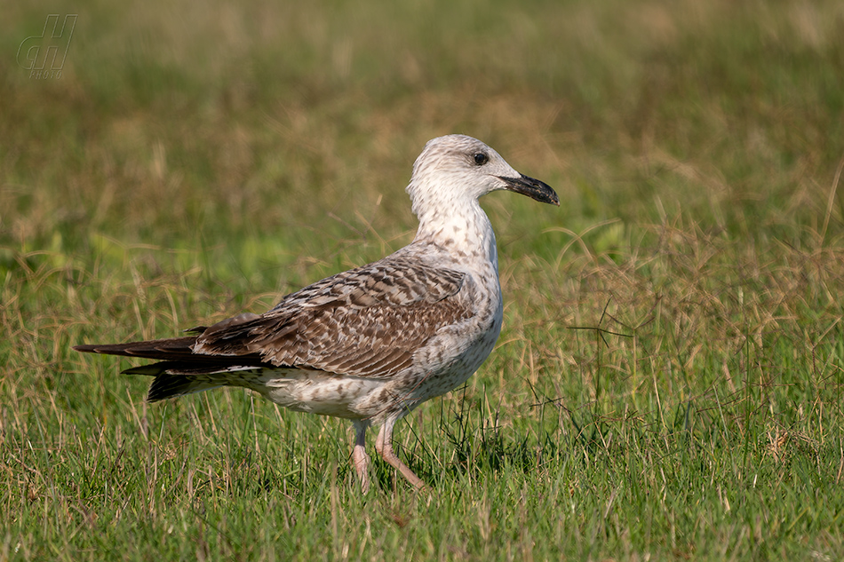 racek středomořský - Larus michahellis