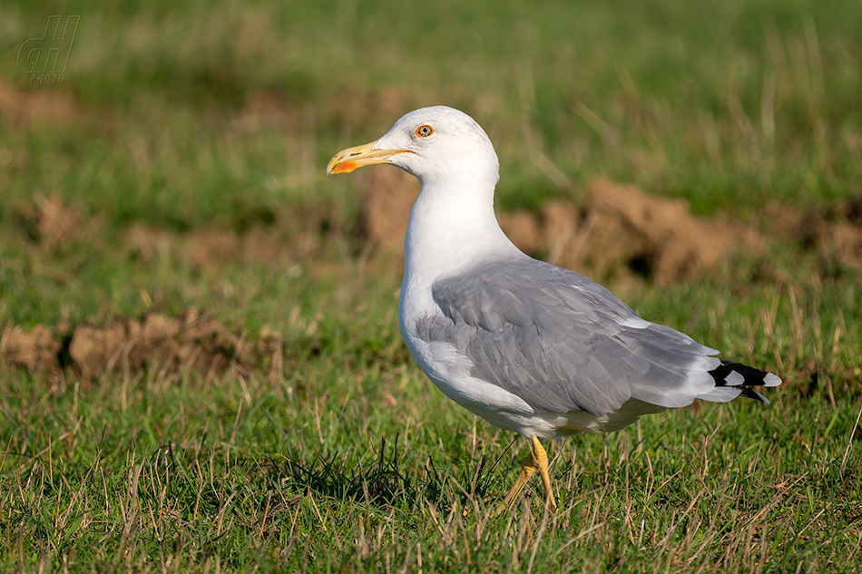 racek středomořský - Larus michahellis