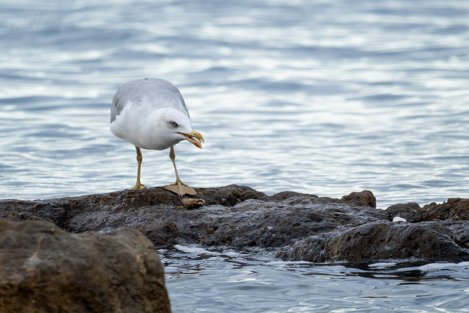 racek středomořský - Larus michahellis