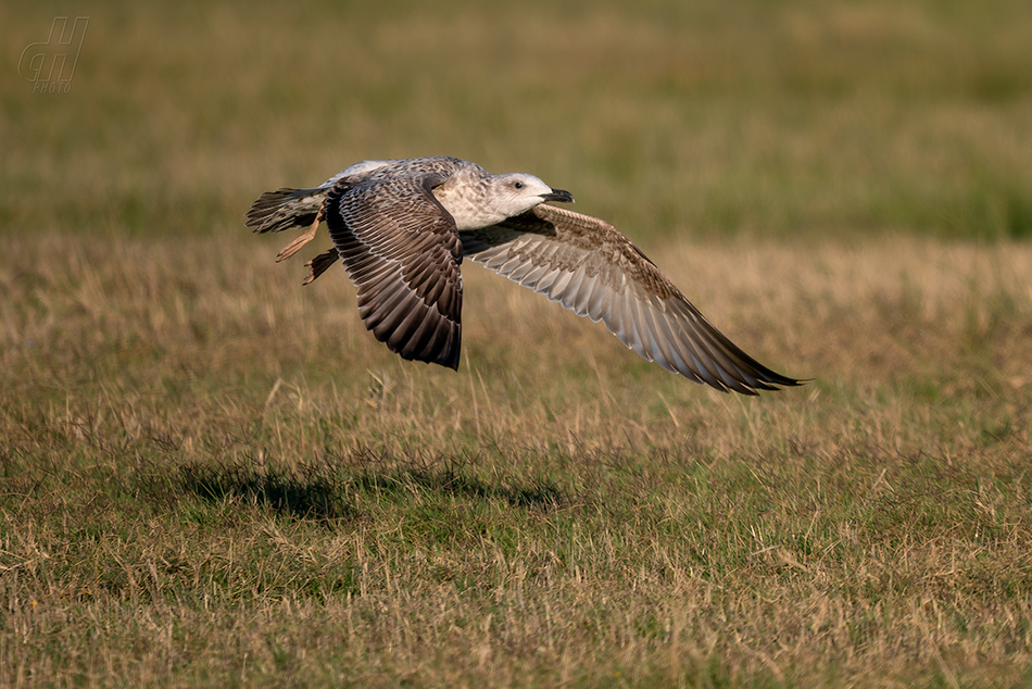 racek středomořský - Larus michahellis
