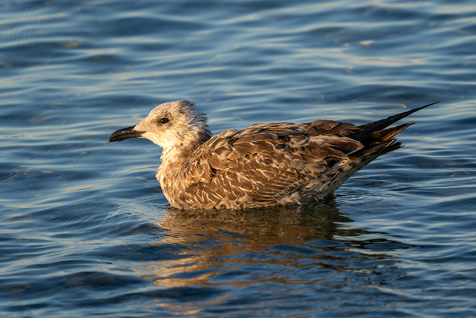 racek středomořský - Larus michahellis