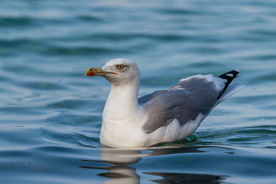 racek středomořský - Larus michahellis