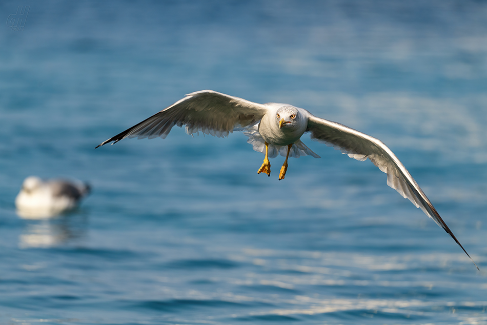 racek středomořský - Larus michahellis