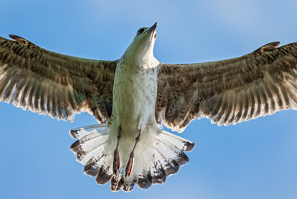 racek středomořský - Larus michahellis