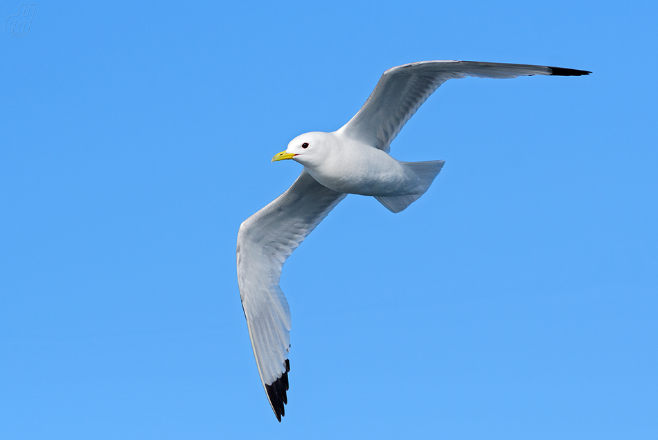 racek tříprstý - Rissa tridactyla