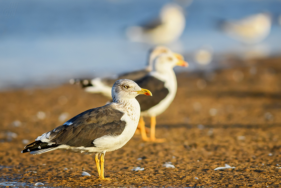 racek žlutonohý - Larus fuscus