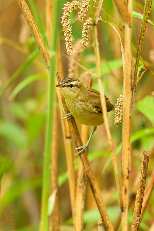 rákosník proužkovaný - Acrocephalus schoenobaenus