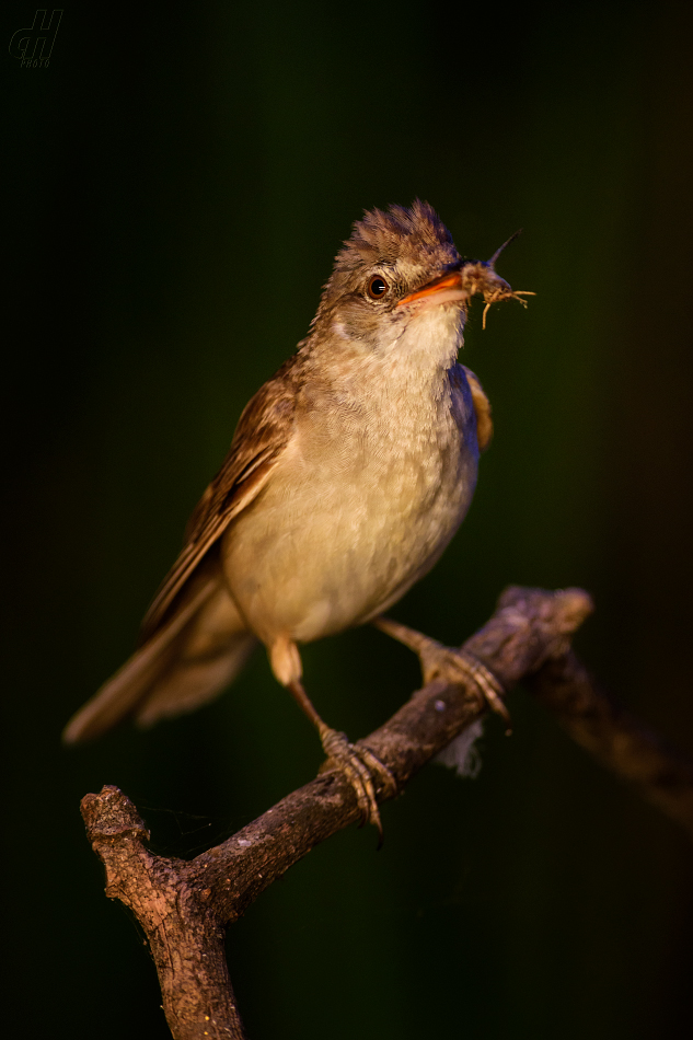 rákosník velký - Acrocephalus arundinaceus