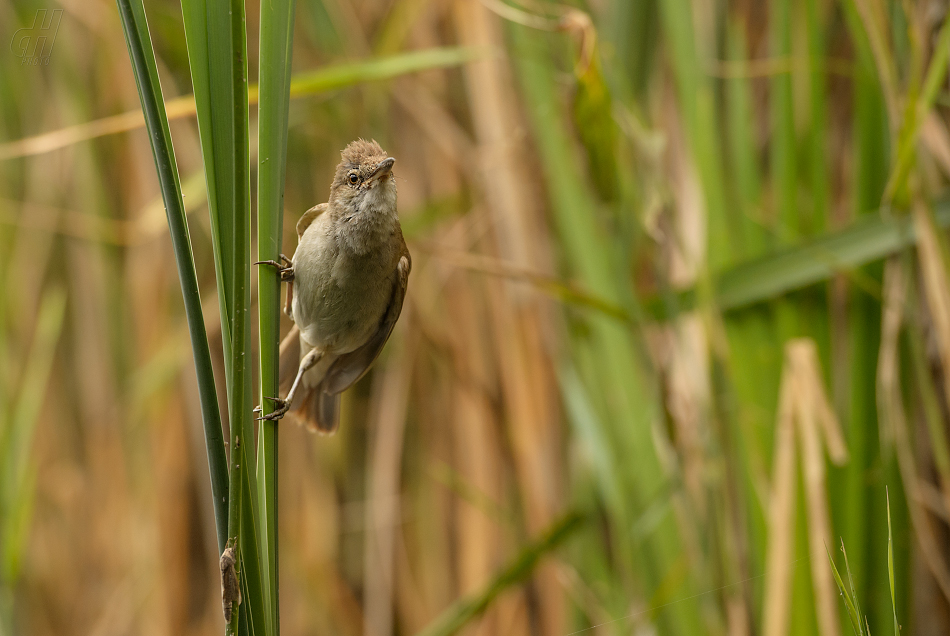 rákosník velký - Acrocephalus arundinaceus