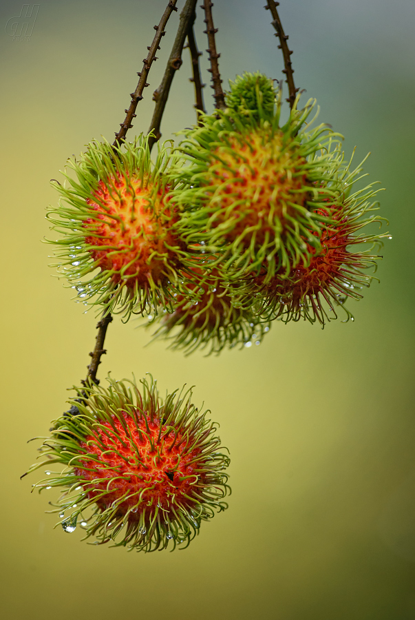 rambutan - Nephelium lappaceum